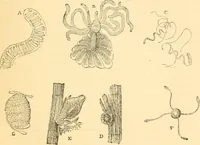 An illustration from The microscope : its history, construction, and application, being a familiar introduction to the use of the instrument, and the study of microscopial science / By Jabez Hogg ... with upwards of five hundred engravings and coloured illustrations by Tuffen West. (1867)
