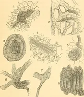 An illustration from The microscope : its history, construction, and application, being a familiar introduction to the use of the instrument, and the study of microscopial science / By Jabez Hogg ... with upwards of five hundred engravings and coloured illustrations by Tuffen West. (1867)