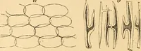 An illustration from The microscope : its history, construction, and application, being a familiar introduction to the use of the instrument, and the study of microscopial science / By Jabez Hogg ... with upwards of five hundred engravings and coloured illustrations by Tuffen West. (1867)