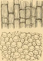 An illustration from The microscope : its history, construction, and application, being a familiar introduction to the use of the instrument, and the study of microscopial science / By Jabez Hogg ... with upwards of five hundred engravings and coloured illustrations by Tuffen West. (1867)
