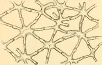 An illustration from The microscope : its history, construction, and application, being a familiar introduction to the use of the instrument, and the study of microscopial science / By Jabez Hogg ... with upwards of five hundred engravings and coloured illustrations by Tuffen West. (1867)