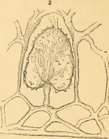 An illustration from The microscope : its history, construction, and application, being a familiar introduction to the use of the instrument, and the study of microscopial science / By Jabez Hogg ... with upwards of five hundred engravings and coloured illustrations by Tuffen West. (1867)