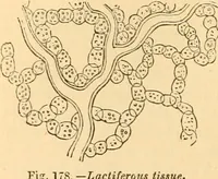 An illustration from The microscope : its history, construction, and application, being a familiar introduction to the use of the instrument, and the study of microscopial science / By Jabez Hogg ... with upwards of five hundred engravings and coloured illustrations by Tuffen West. (1867)