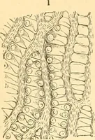 An illustration from The microscope : its history, construction, and application, being a familiar introduction to the use of the instrument, and the study of microscopial science / By Jabez Hogg ... with upwards of five hundred engravings and coloured illustrations by Tuffen West. (1867)