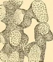 An illustration from The microscope : its history, construction, and application, being a familiar introduction to the use of the instrument, and the study of microscopial science / By Jabez Hogg ... with upwards of five hundred engravings and coloured illustrations by Tuffen West. (1867)