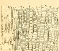 An illustration from The microscope : its history, construction, and application, being a familiar introduction to the use of the instrument, and the study of microscopial science / By Jabez Hogg ... with upwards of five hundred engravings and coloured illustrations by Tuffen West. (1867)