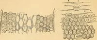 An illustration from The microscope : its history, construction, and application, being a familiar introduction to the use of the instrument, and the study of microscopial science / By Jabez Hogg ... with upwards of five hundred engravings and coloured illustrations by Tuffen West. (1867)