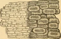 An illustration from The microscope : its history, construction, and application, being a familiar introduction to the use of the instrument, and the study of microscopial science / By Jabez Hogg ... with upwards of five hundred engravings and coloured illustrations by Tuffen West. (1867)