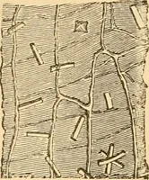 An illustration from The microscope : its history, construction, and application, being a familiar introduction to the use of the instrument, and the study of microscopial science / By Jabez Hogg ... with upwards of five hundred engravings and coloured illustrations by Tuffen West. (1867)