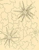 An illustration from The microscope : its history, construction, and application, being a familiar introduction to the use of the instrument, and the study of microscopial science / By Jabez Hogg ... with upwards of five hundred engravings and coloured illustrations by Tuffen West. (1867)