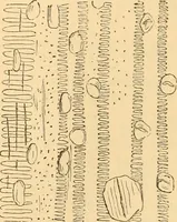 An illustration from The microscope : its history, construction, and application, being a familiar introduction to the use of the instrument, and the study of microscopial science / By Jabez Hogg ... with upwards of five hundred engravings and coloured illustrations by Tuffen West. (1867)