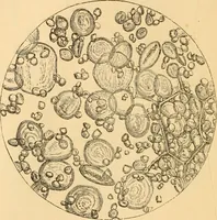 An illustration from The microscope : its history, construction, and application, being a familiar introduction to the use of the instrument, and the study of microscopial science / By Jabez Hogg ... with upwards of five hundred engravings and coloured illustrations by Tuffen West. (1867)