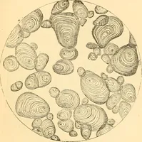 An illustration from The microscope : its history, construction, and application, being a familiar introduction to the use of the instrument, and the study of microscopial science / By Jabez Hogg ... with upwards of five hundred engravings and coloured illustrations by Tuffen West. (1867)