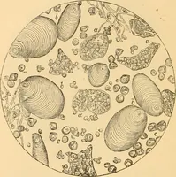 An illustration from The microscope : its history, construction, and application, being a familiar introduction to the use of the instrument, and the study of microscopial science / By Jabez Hogg ... with upwards of five hundred engravings and coloured illustrations by Tuffen West. (1867)