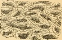 An illustration from The microscope : its history, construction, and application, being a familiar introduction to the use of the instrument, and the study of microscopial science / By Jabez Hogg ... with upwards of five hundred engravings and coloured illustrations by Tuffen West. (1867)