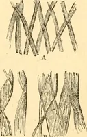An illustration from The microscope : its history, construction, and application, being a familiar introduction to the use of the instrument, and the study of microscopial science / By Jabez Hogg ... with upwards of five hundred engravings and coloured illustrations by Tuffen West. (1867)