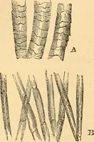 An illustration from The microscope : its history, construction, and application, being a familiar introduction to the use of the instrument, and the study of microscopial science / By Jabez Hogg ... with upwards of five hundred engravings and coloured illustrations by Tuffen West. (1867)