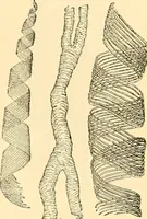 An illustration from The microscope : its history, construction, and application, being a familiar introduction to the use of the instrument, and the study of microscopial science / By Jabez Hogg ... with upwards of five hundred engravings and coloured illustrations by Tuffen West. (1867)