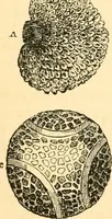 An illustration from The microscope : its history, construction, and application, being a familiar introduction to the use of the instrument, and the study of microscopial science / By Jabez Hogg ... with upwards of five hundred engravings and coloured illustrations by Tuffen West. (1867)