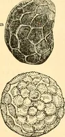 An illustration from The microscope : its history, construction, and application, being a familiar introduction to the use of the instrument, and the study of microscopial science / By Jabez Hogg ... with upwards of five hundred engravings and coloured illustrations by Tuffen West. (1867)