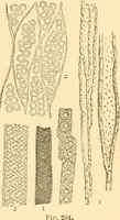 An illustration from The microscope : its history, construction, and application, being a familiar introduction to the use of the instrument, and the study of microscopial science / By Jabez Hogg ... with upwards of five hundred engravings and coloured illustrations by Tuffen West. (1867)