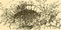 An illustration from The microscope : its history, construction, and application, being a familiar introduction to the use of the instrument, and the study of microscopial science / By Jabez Hogg ... with upwards of five hundred engravings and coloured illustrations by Tuffen West. (1867)
