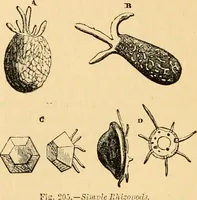 An illustration from The microscope : its history, construction, and application, being a familiar introduction to the use of the instrument, and the study of microscopial science / By Jabez Hogg ... with upwards of five hundred engravings and coloured illustrations by Tuffen West. (1867)
