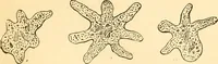 An illustration from The microscope : its history, construction, and application, being a familiar introduction to the use of the instrument, and the study of microscopial science / By Jabez Hogg ... with upwards of five hundred engravings and coloured illustrations by Tuffen West. (1867)