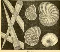 An illustration from The microscope : its history, construction, and application, being a familiar introduction to the use of the instrument, and the study of microscopial science / By Jabez Hogg ... with upwards of five hundred engravings and coloured illustrations by Tuffen West. (1867)