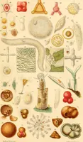 An illustration from The microscope : its history, construction, and application, being a familiar introduction to the use of the instrument, and the study of microscopial science / By Jabez Hogg ... with upwards of five hundred engravings and coloured illustrations by Tuffen West. (1867)