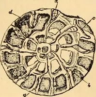 An illustration from The microscope : its history, construction, and application, being a familiar introduction to the use of the instrument, and the study of microscopial science / By Jabez Hogg ... with upwards of five hundred engravings and coloured illustrations by Tuffen West. (1867)