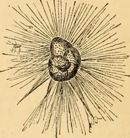 An illustration from The microscope : its history, construction, and application, being a familiar introduction to the use of the instrument, and the study of microscopial science / By Jabez Hogg ... with upwards of five hundred engravings and coloured illustrations by Tuffen West. (1867)
