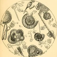 An illustration from The microscope : its history, construction, and application, being a familiar introduction to the use of the instrument, and the study of microscopial science / By Jabez Hogg ... with upwards of five hundred engravings and coloured illustrations by Tuffen West. (1867)