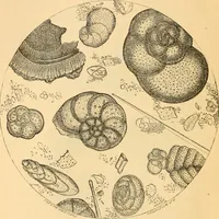 An illustration from The microscope : its history, construction, and application, being a familiar introduction to the use of the instrument, and the study of microscopial science / By Jabez Hogg ... with upwards of five hundred engravings and coloured illustrations by Tuffen West. (1867)