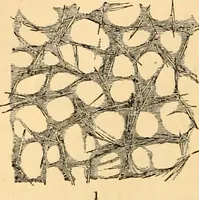 An illustration from The microscope : its history, construction, and application, being a familiar introduction to the use of the instrument, and the study of microscopial science / By Jabez Hogg ... with upwards of five hundred engravings and coloured illustrations by Tuffen West. (1867)