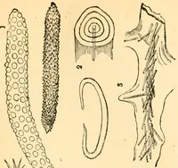 An illustration from The microscope : its history, construction, and application, being a familiar introduction to the use of the instrument, and the study of microscopial science / By Jabez Hogg ... with upwards of five hundred engravings and coloured illustrations by Tuffen West. (1867)