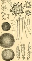 An illustration from The microscope : its history, construction, and application, being a familiar introduction to the use of the instrument, and the study of microscopial science / By Jabez Hogg ... with upwards of five hundred engravings and coloured illustrations by Tuffen West. (1867)