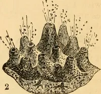 An illustration from The microscope : its history, construction, and application, being a familiar introduction to the use of the instrument, and the study of microscopial science / By Jabez Hogg ... with upwards of five hundred engravings and coloured illustrations by Tuffen West. (1867)
