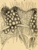 An illustration from The microscope : its history, construction, and application, being a familiar introduction to the use of the instrument, and the study of microscopial science / By Jabez Hogg ... with upwards of five hundred engravings and coloured illustrations by Tuffen West. (1867)