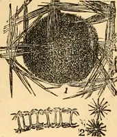 An illustration from The microscope : its history, construction, and application, being a familiar introduction to the use of the instrument, and the study of microscopial science / By Jabez Hogg ... with upwards of five hundred engravings and coloured illustrations by Tuffen West. (1867)