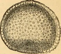 An illustration from The microscope : its history, construction, and application, being a familiar introduction to the use of the instrument, and the study of microscopial science / By Jabez Hogg ... with upwards of five hundred engravings and coloured illustrations by Tuffen West. (1867)