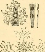 An illustration from The microscope : its history, construction, and application, being a familiar introduction to the use of the instrument, and the study of microscopial science / By Jabez Hogg ... with upwards of five hundred engravings and coloured illustrations by Tuffen West. (1867)