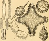 An illustration from The microscope : its history, construction, and application, being a familiar introduction to the use of the instrument, and the study of microscopial science / By Jabez Hogg ... with upwards of five hundred engravings and coloured illustrations by Tuffen West. (1867)
