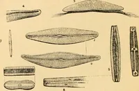 An illustration from The microscope : its history, construction, and application, being a familiar introduction to the use of the instrument, and the study of microscopial science / By Jabez Hogg ... with upwards of five hundred engravings and coloured illustrations by Tuffen West. (1867)