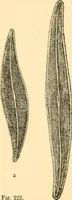 An illustration from The microscope : its history, construction, and application, being a familiar introduction to the use of the instrument, and the study of microscopial science / By Jabez Hogg ... with upwards of five hundred engravings and coloured illustrations by Tuffen West. (1867)