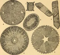 An illustration from The microscope : its history, construction, and application, being a familiar introduction to the use of the instrument, and the study of microscopial science / By Jabez Hogg ... with upwards of five hundred engravings and coloured illustrations by Tuffen West. (1867)