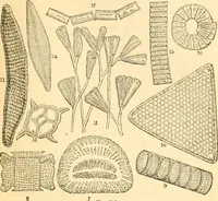 An illustration from The microscope : its history, construction, and application, being a familiar introduction to the use of the instrument, and the study of microscopial science / By Jabez Hogg ... with upwards of five hundred engravings and coloured illustrations by Tuffen West. (1867)
