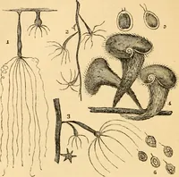 An illustration from The microscope : its history, construction, and application, being a familiar introduction to the use of the instrument, and the study of microscopial science / By Jabez Hogg ... with upwards of five hundred engravings and coloured illustrations by Tuffen West. (1867)