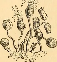 An illustration from The microscope : its history, construction, and application, being a familiar introduction to the use of the instrument, and the study of microscopial science / By Jabez Hogg ... with upwards of five hundred engravings and coloured illustrations by Tuffen West. (1867)
