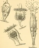 An illustration from The microscope : its history, construction, and application, being a familiar introduction to the use of the instrument, and the study of microscopial science / By Jabez Hogg ... with upwards of five hundred engravings and coloured illustrations by Tuffen West. (1867)